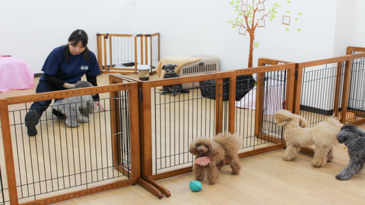 Dog Grooming Bubble(ホテル)