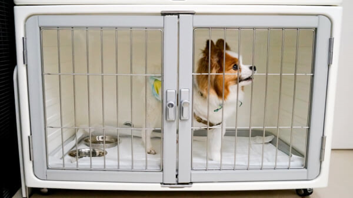 Dog&Cat Space Corone(ホテル)