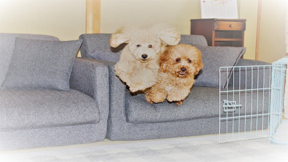 ドッグサロン&ホテル Daisy Bell