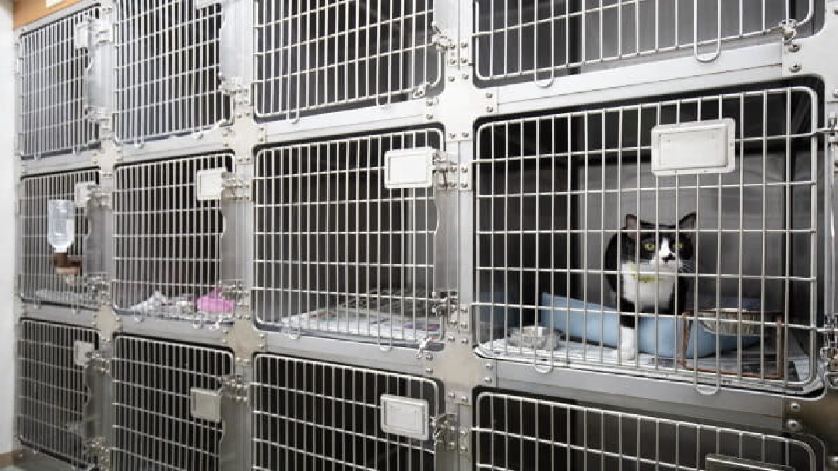 エンゼル動物病院(ホテル)