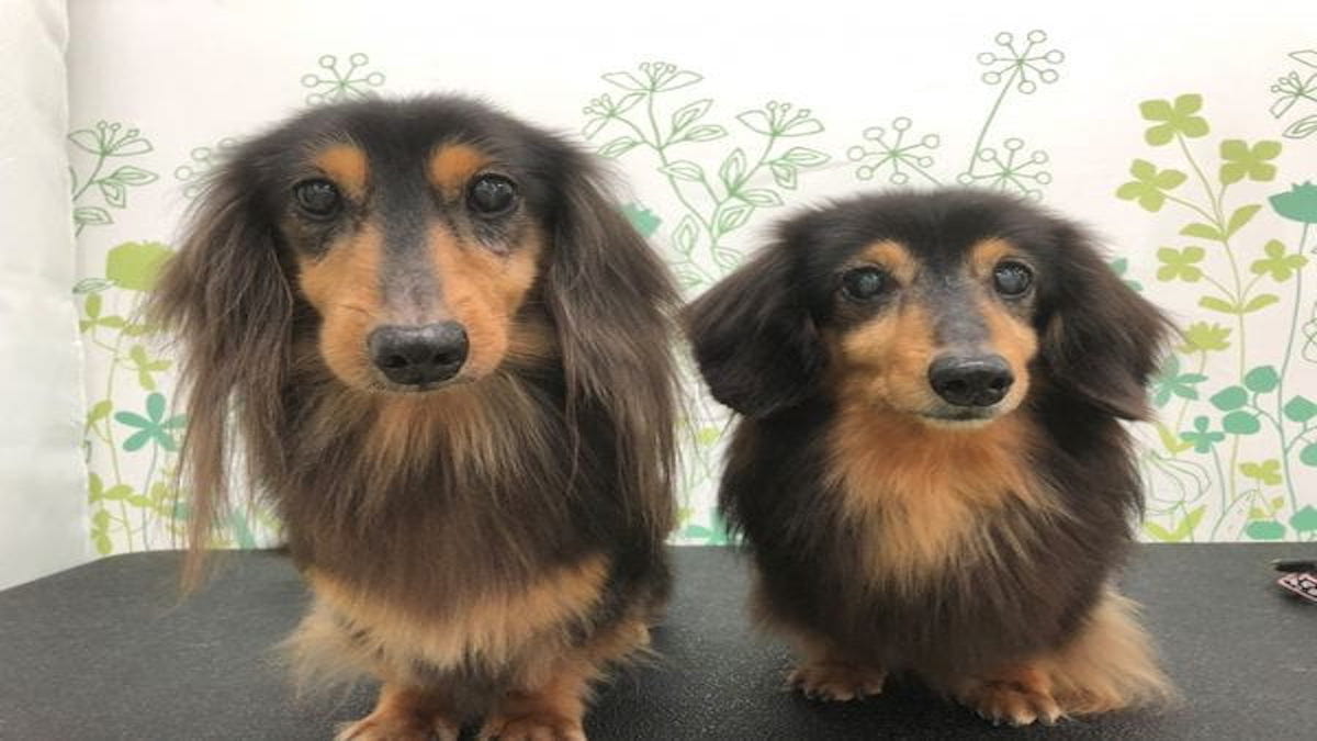 ペットサロン シュシュコパン