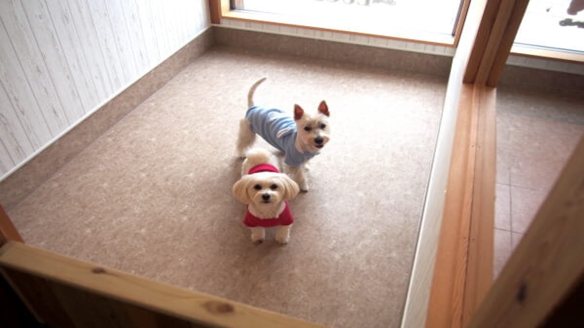 dog salon Luce(ホテル)
