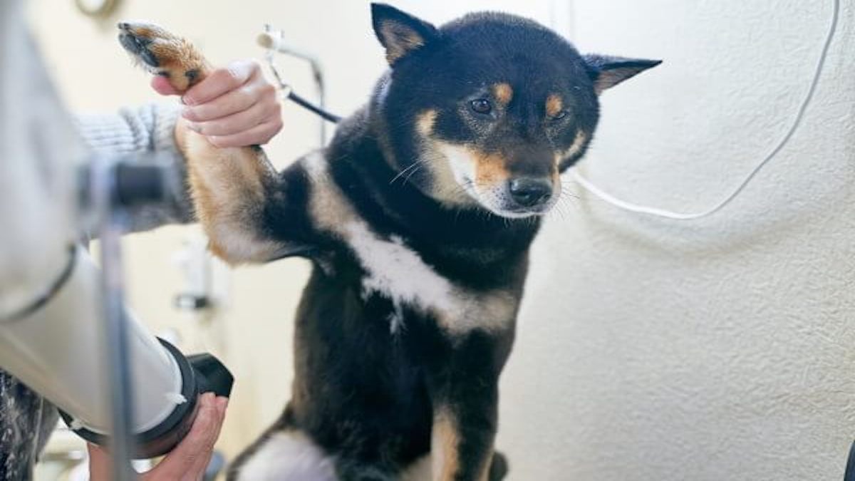 DOG CARE(ペットホテル)