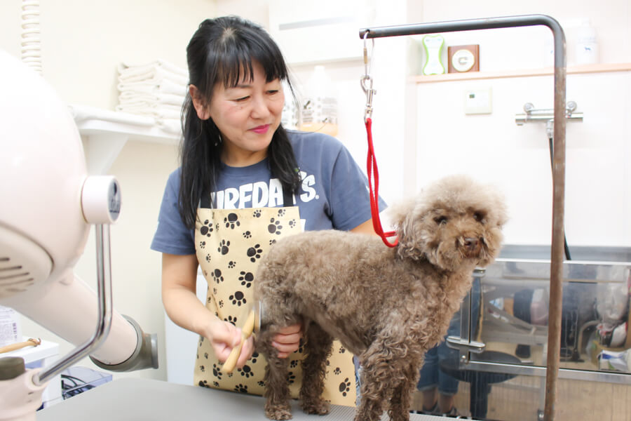 Dog salon La kule'aトリミング中写真