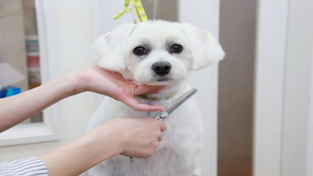 犬のシャンプー屋さん MANU