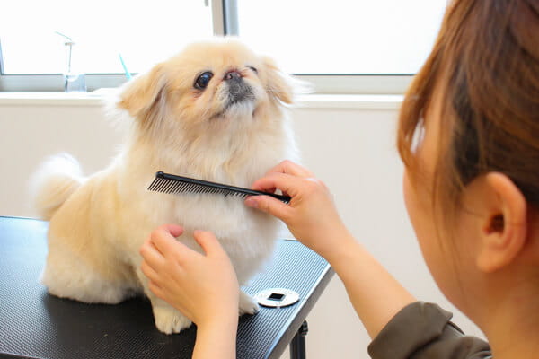 あにも!動物看護師さんのおうち