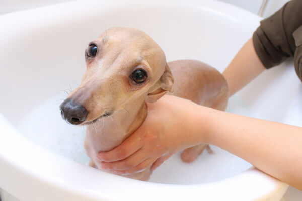 あにも!動物看護師さんのおうち