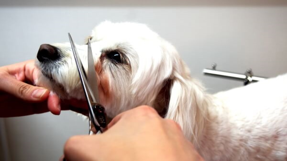dog salon Luce