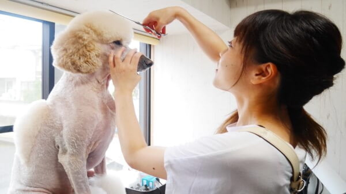 Dog salon R