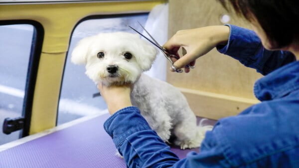 わんちゃんの為の移動サロンカーDog healing doux