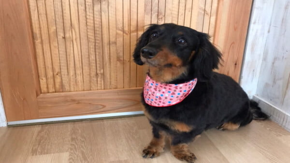 DogSalon Very Mahana