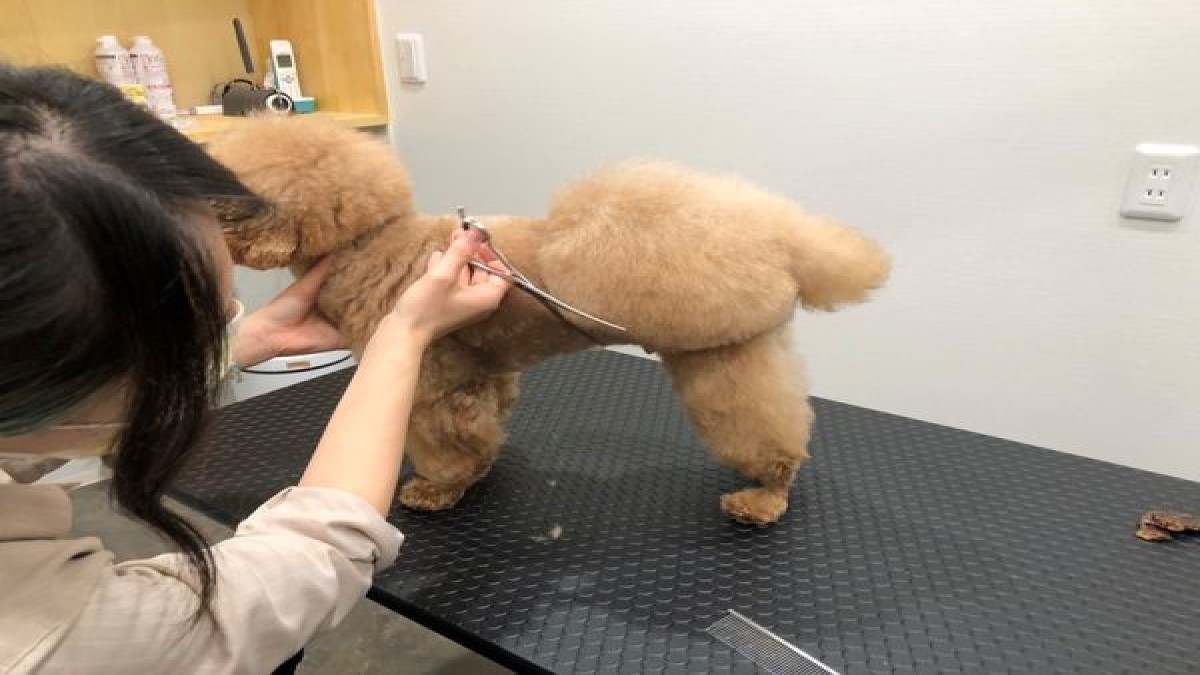 Pet Salon ANOSALO Tail