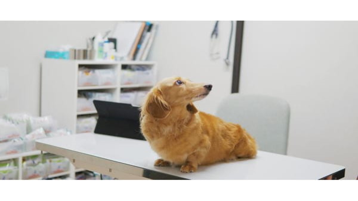 しょう動物病院