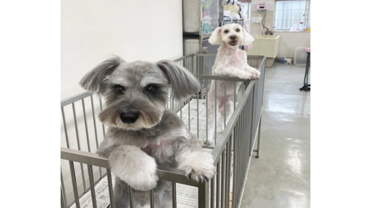 宇都宮愛犬美容学園