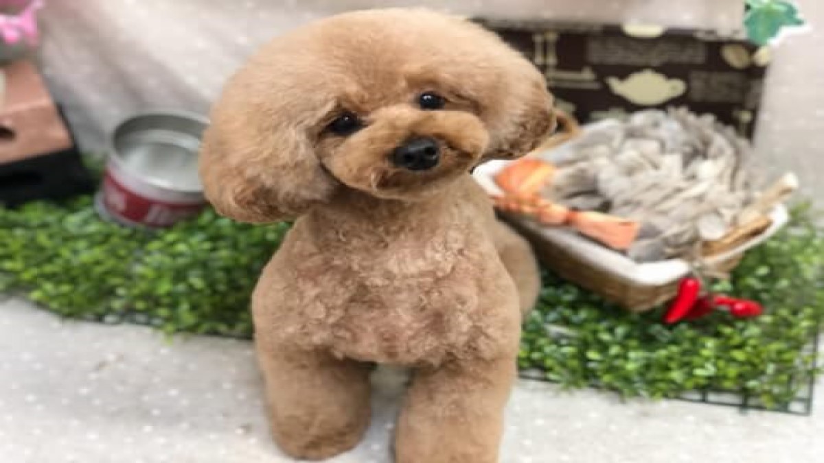 PET DESIGN 春日井店
