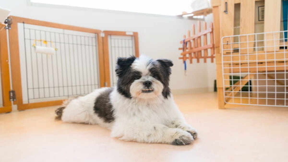 Dog Salon Cradle(クレイドル)