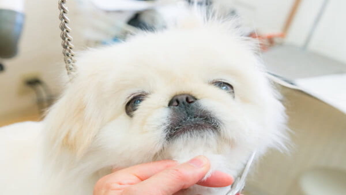 Dog Salon Cradle(クレイドル)