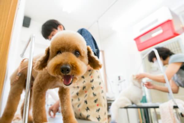 Dog Salon Cradle