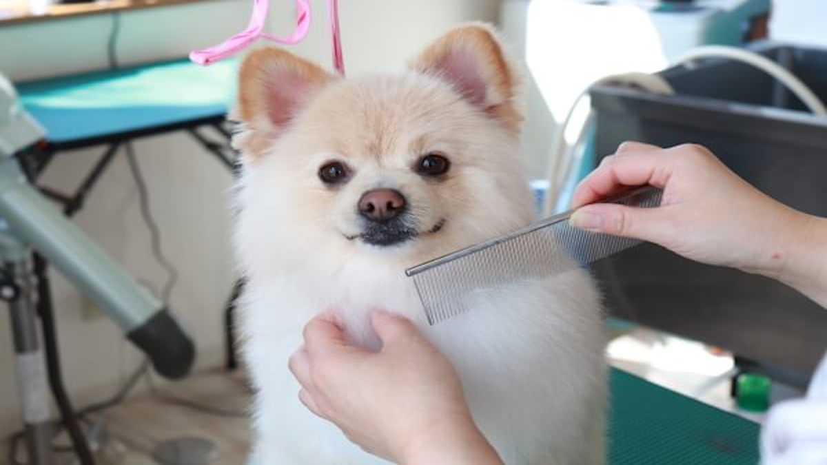 犬のシャンプー屋さん KAI