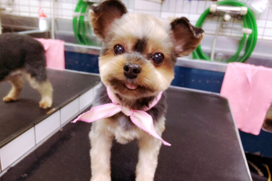 わんぽいんと 写真