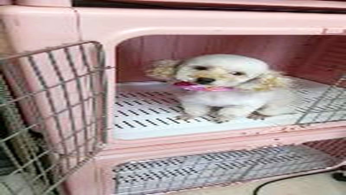 ペットファミリー らん・ふぁん