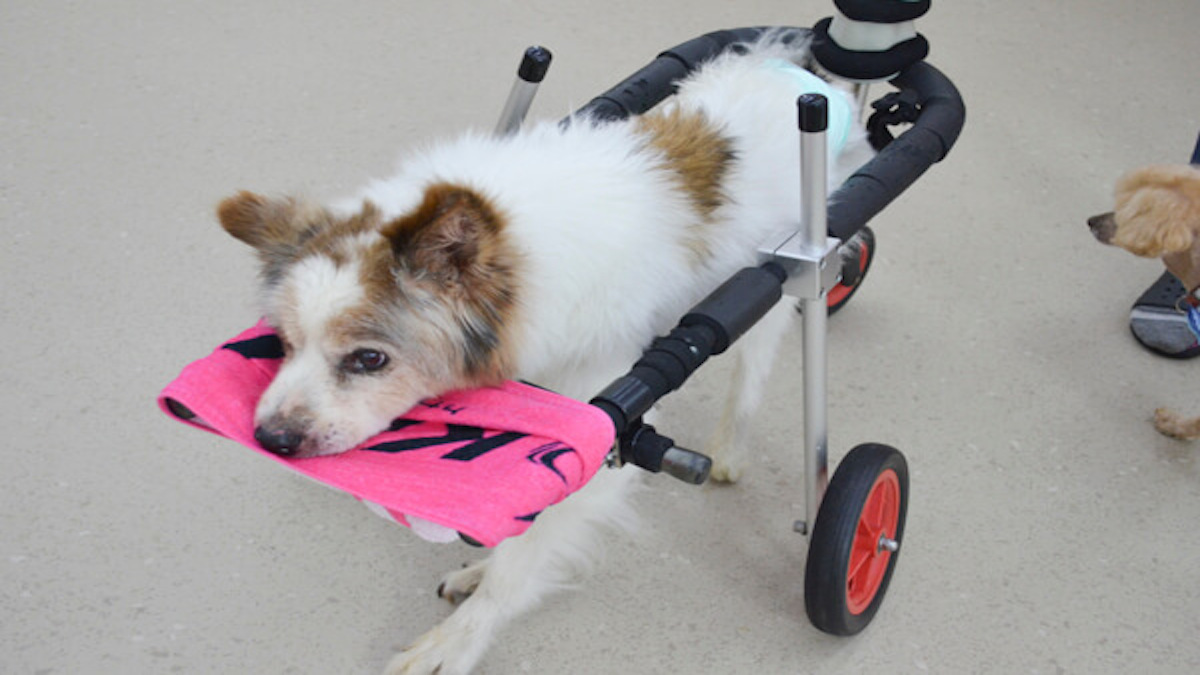 老犬介護ホームメロー