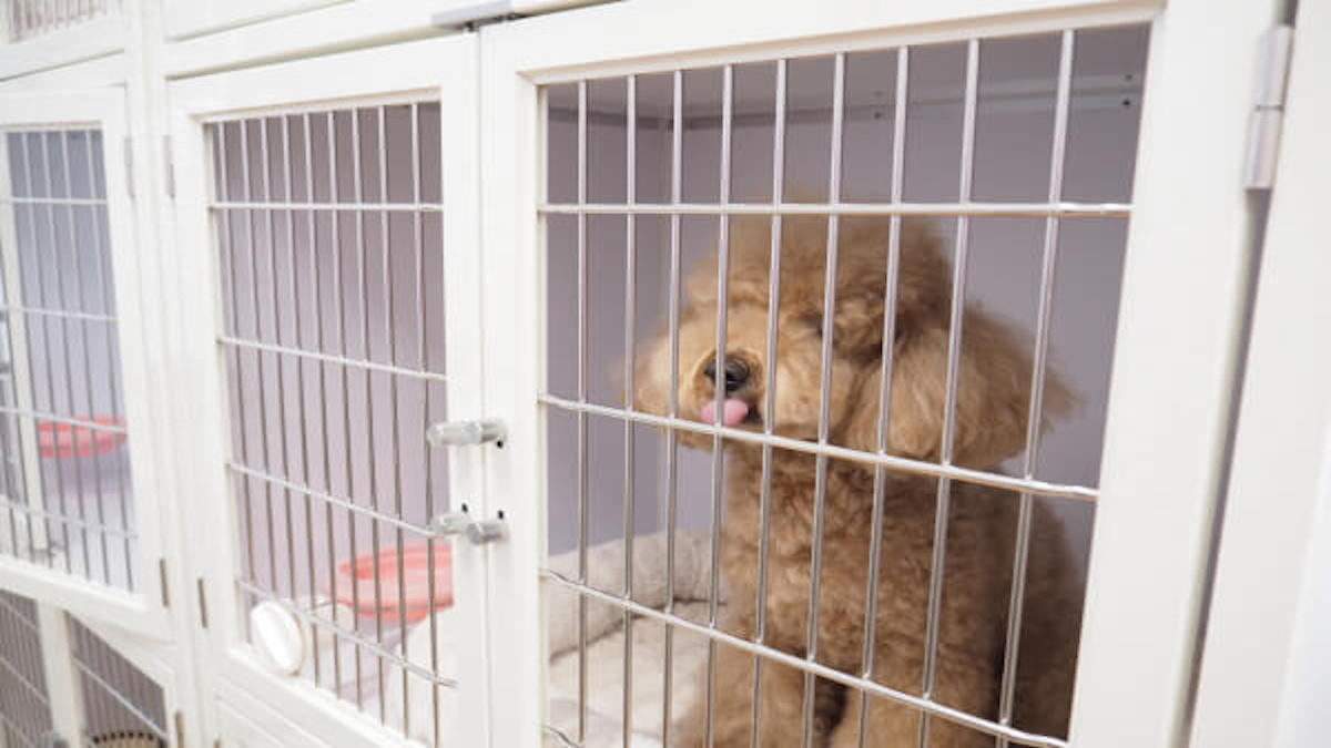 Pet Salon fulffy
