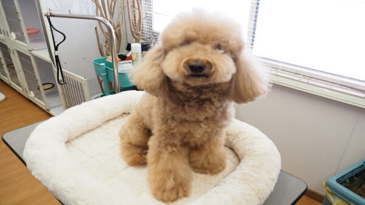 Pet Salon fulffy
