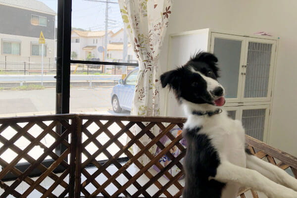 dogsalon Riku&La vie(ホテル)
