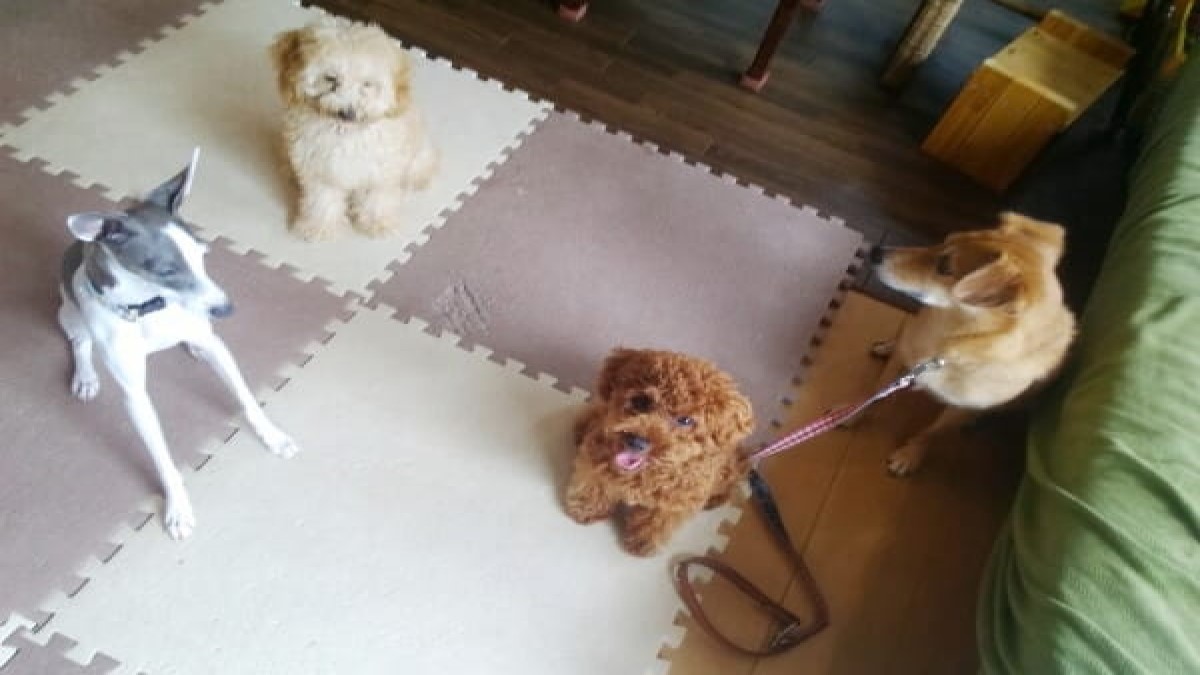 canine educational school Doggy field
