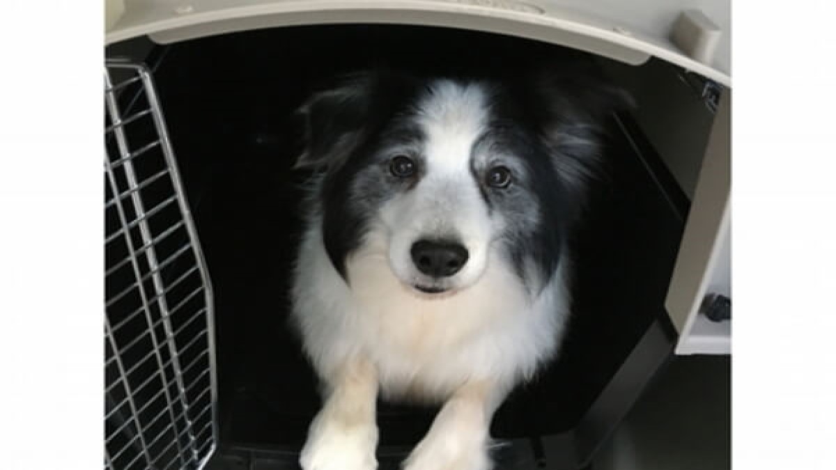 Dog Life Adviser ISHIKAWA (ホテル)