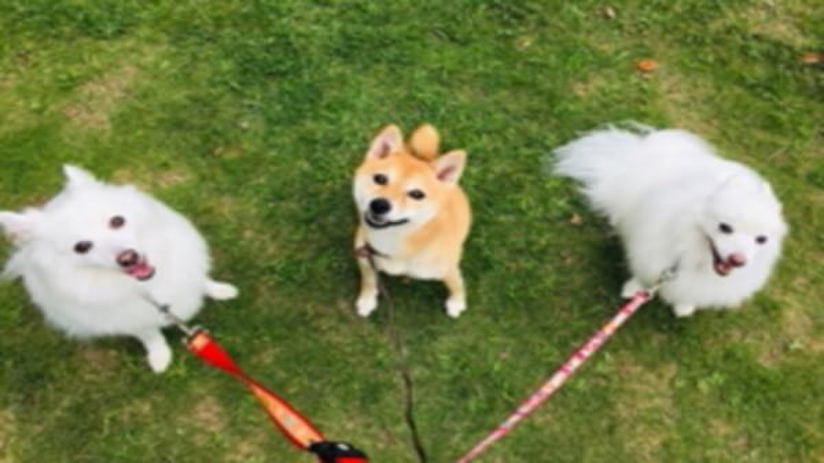 Dog Life Adviser ISHIKAWA (ホテル)