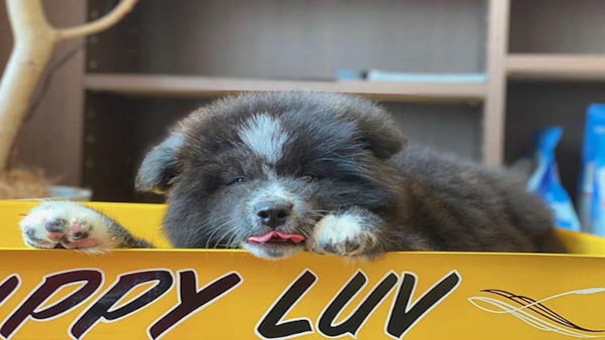 Pet Shop Puppy Luv