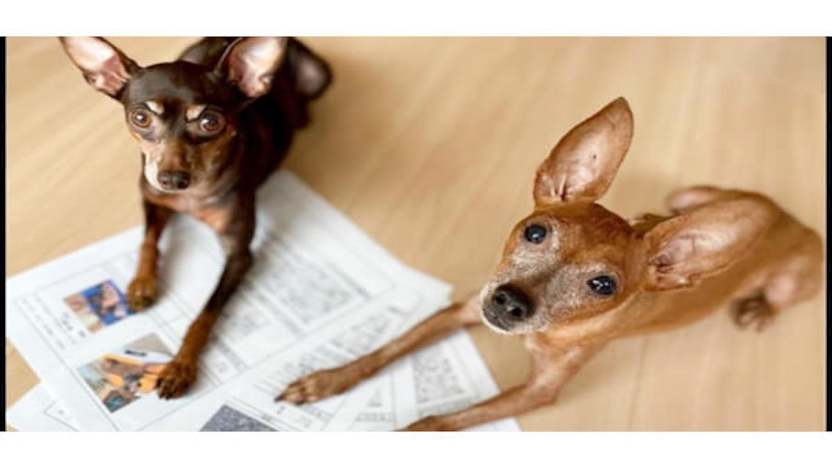 犬の教室 Wan Choice!