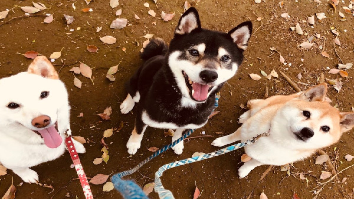 be natural dog training