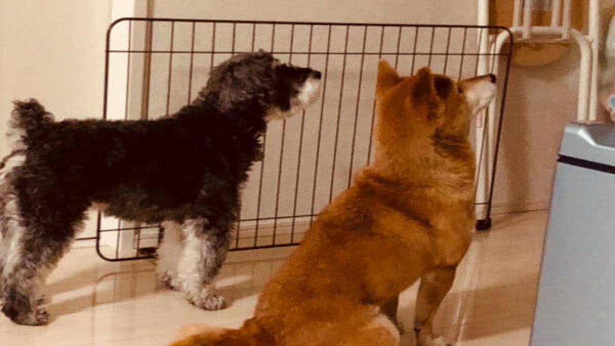 be natural dog training