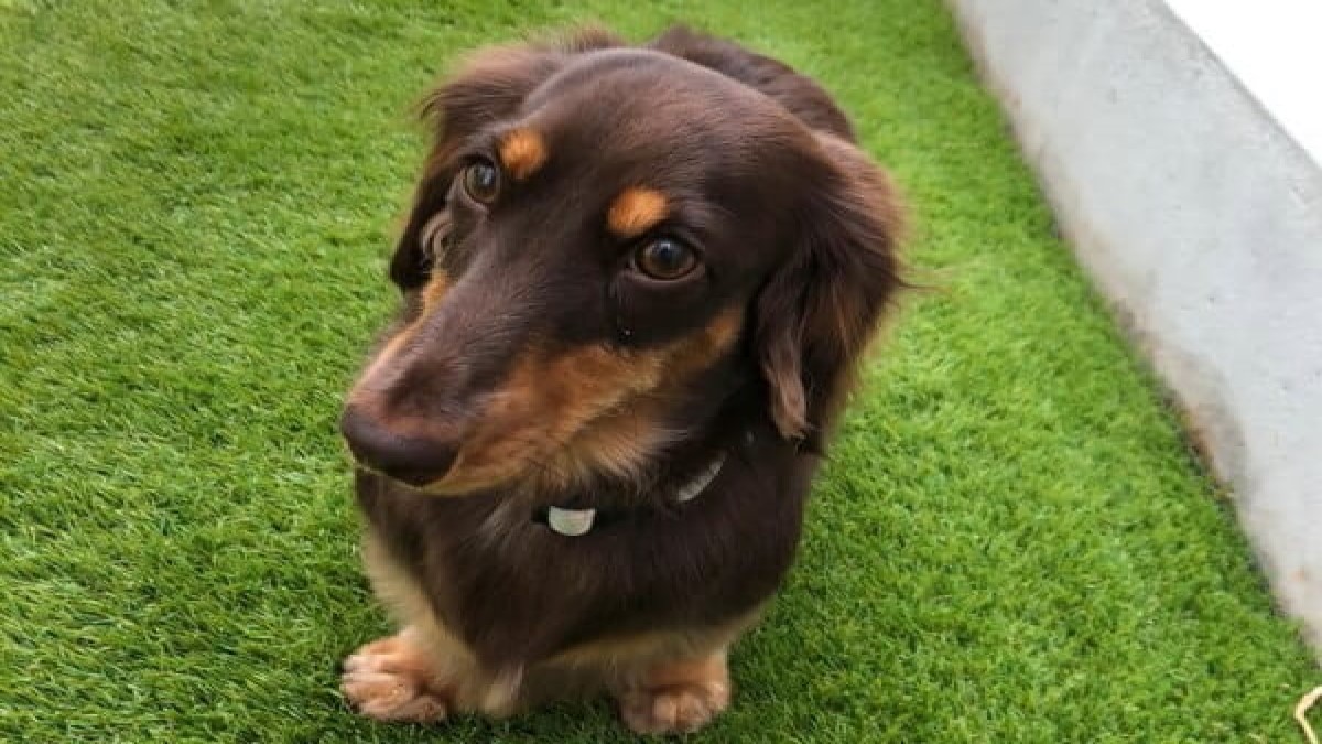 be natural dog training