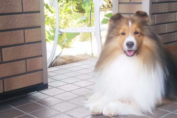 Deens Sheltie(ホテル)