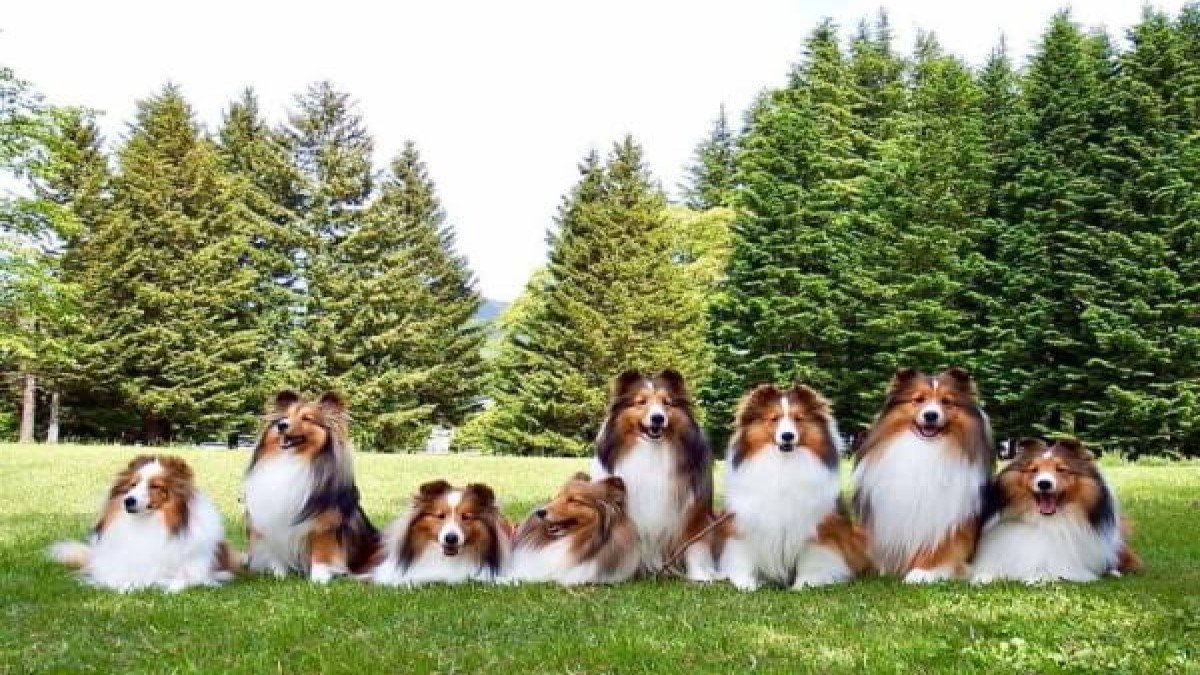 Deens Sheltie(ホテル)