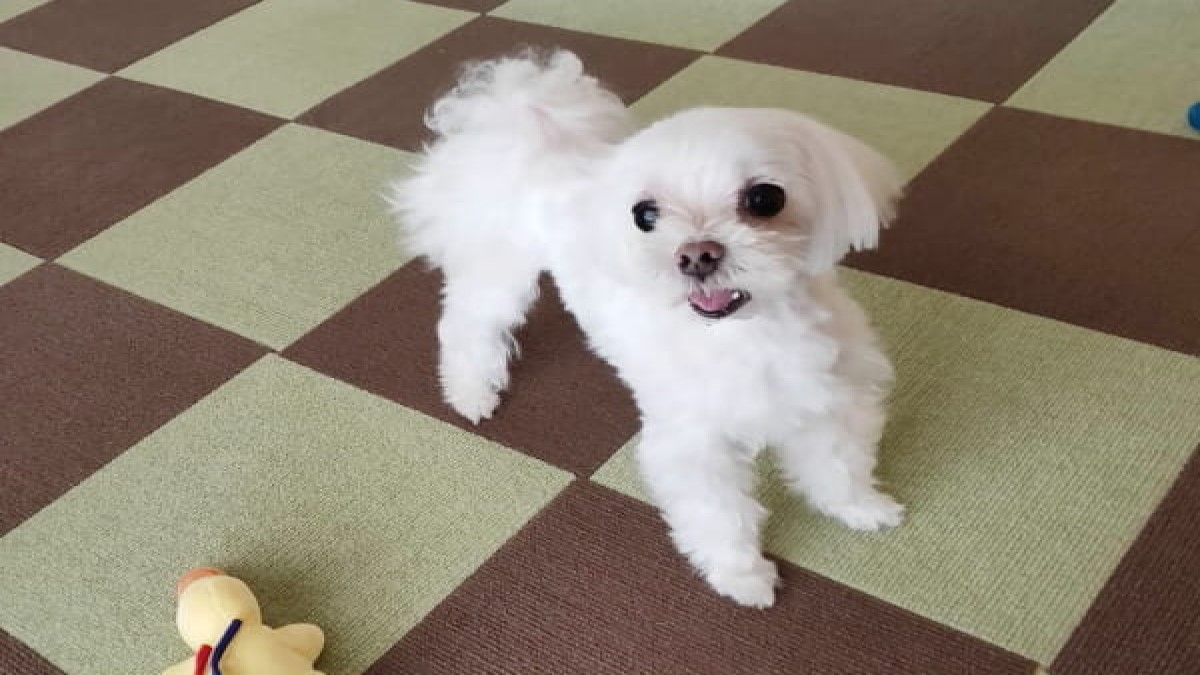 DOGGIE HOUSE blossom