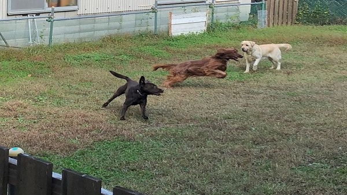 せきざわ愛犬・警察犬訓練所(ホテル)