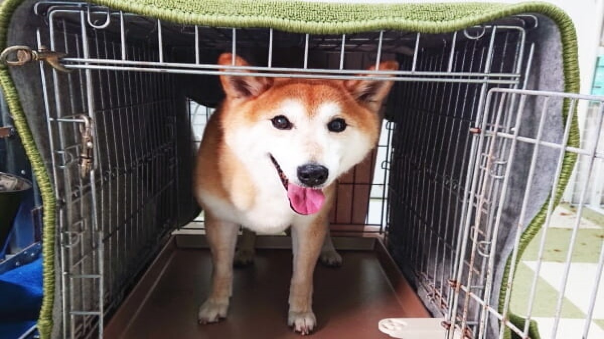 ペットの便利屋さん ミネルバ