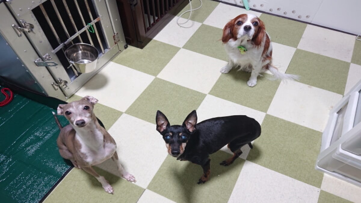 ペットの便利屋さん ミネルバ