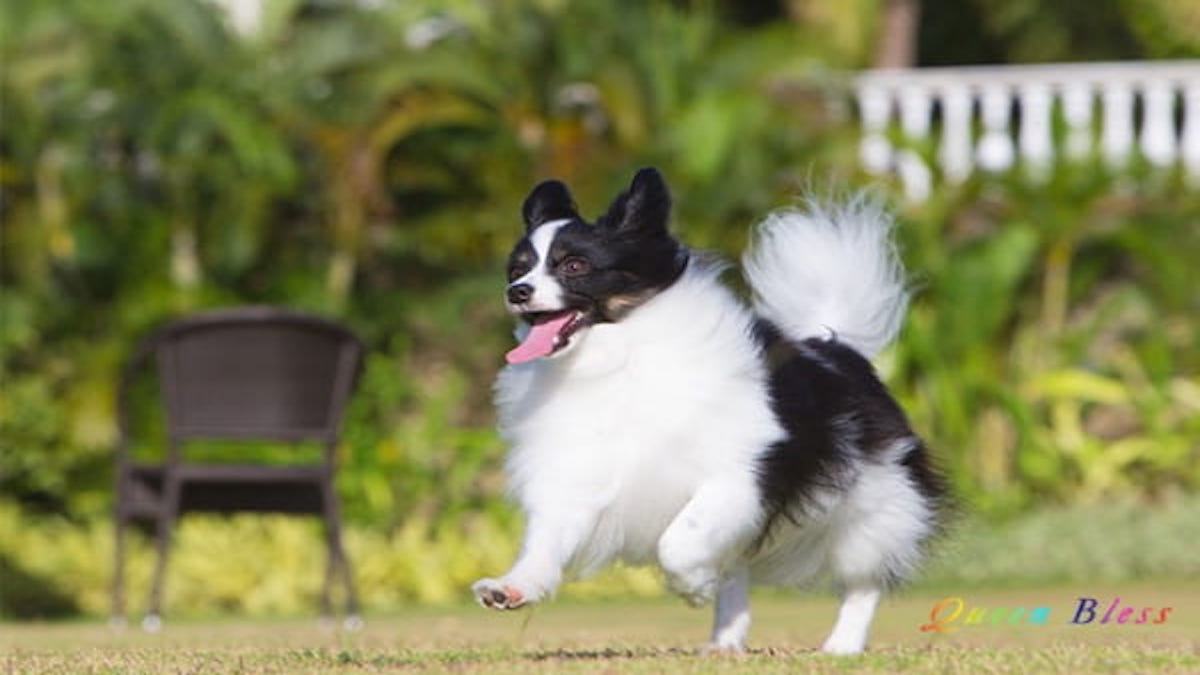 Queen Bless 愛犬倶楽部