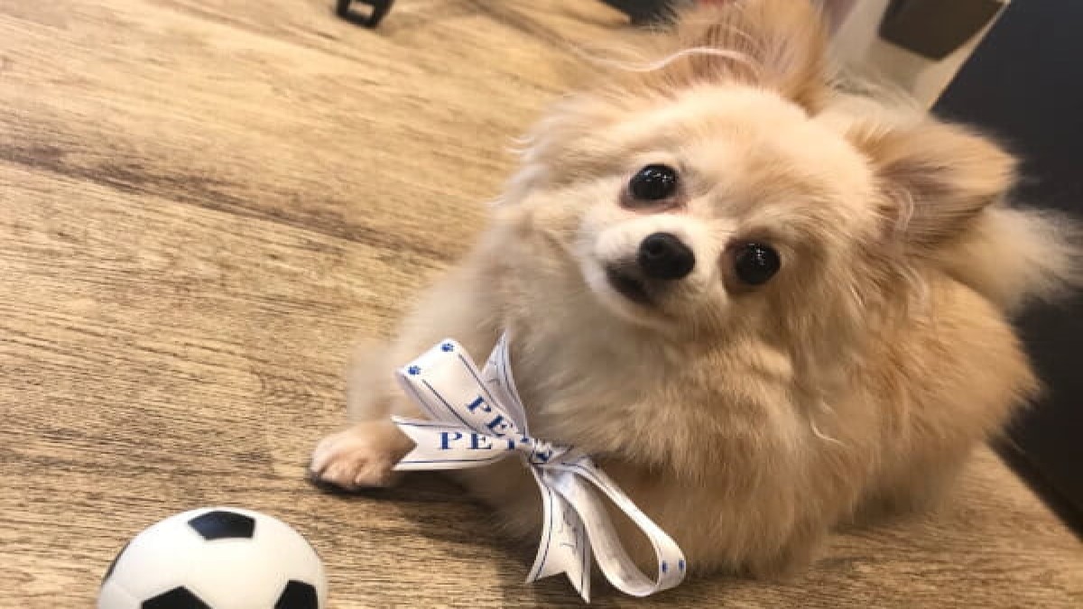 PET-SPA 小手指店(ホテル)