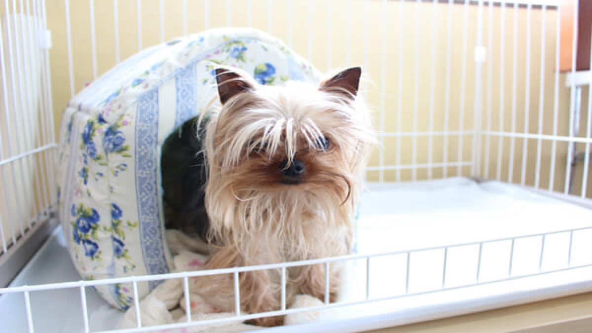 PetShop MARUKO(ホテル)