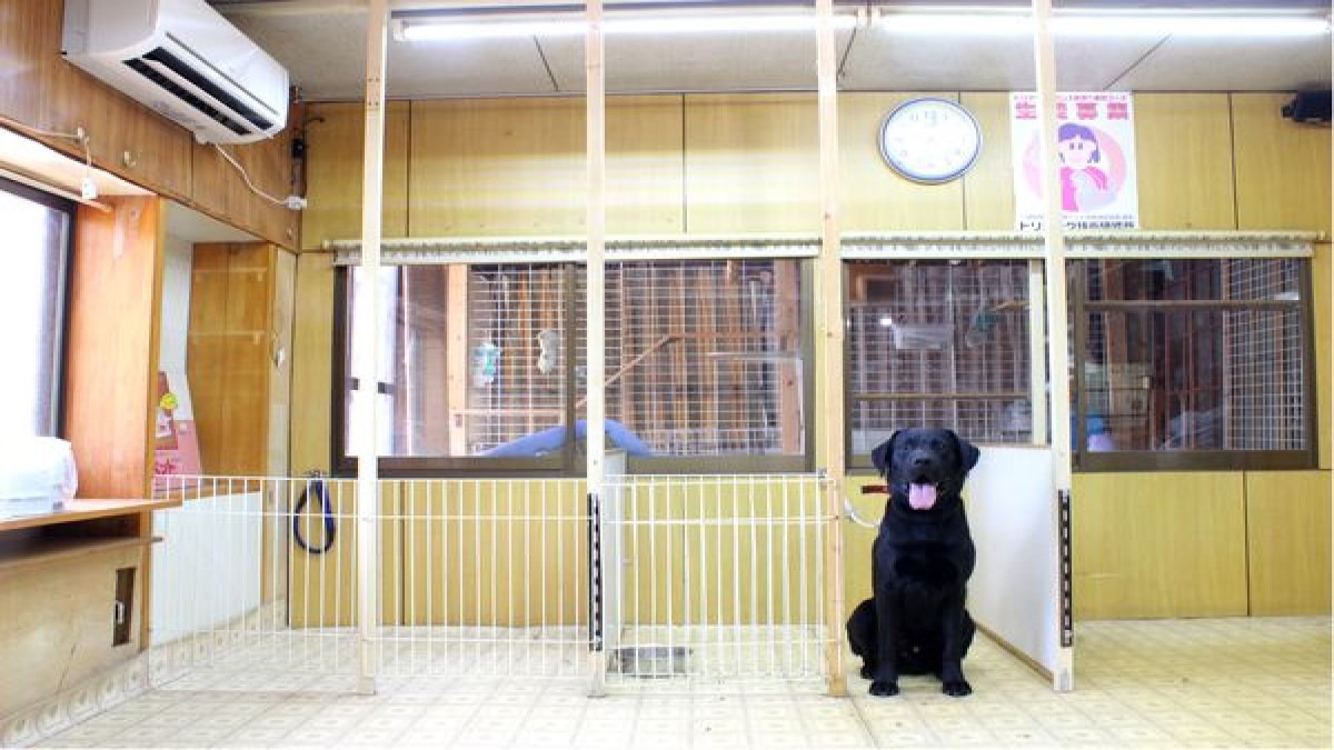 犬と猫の美容室 キムラ