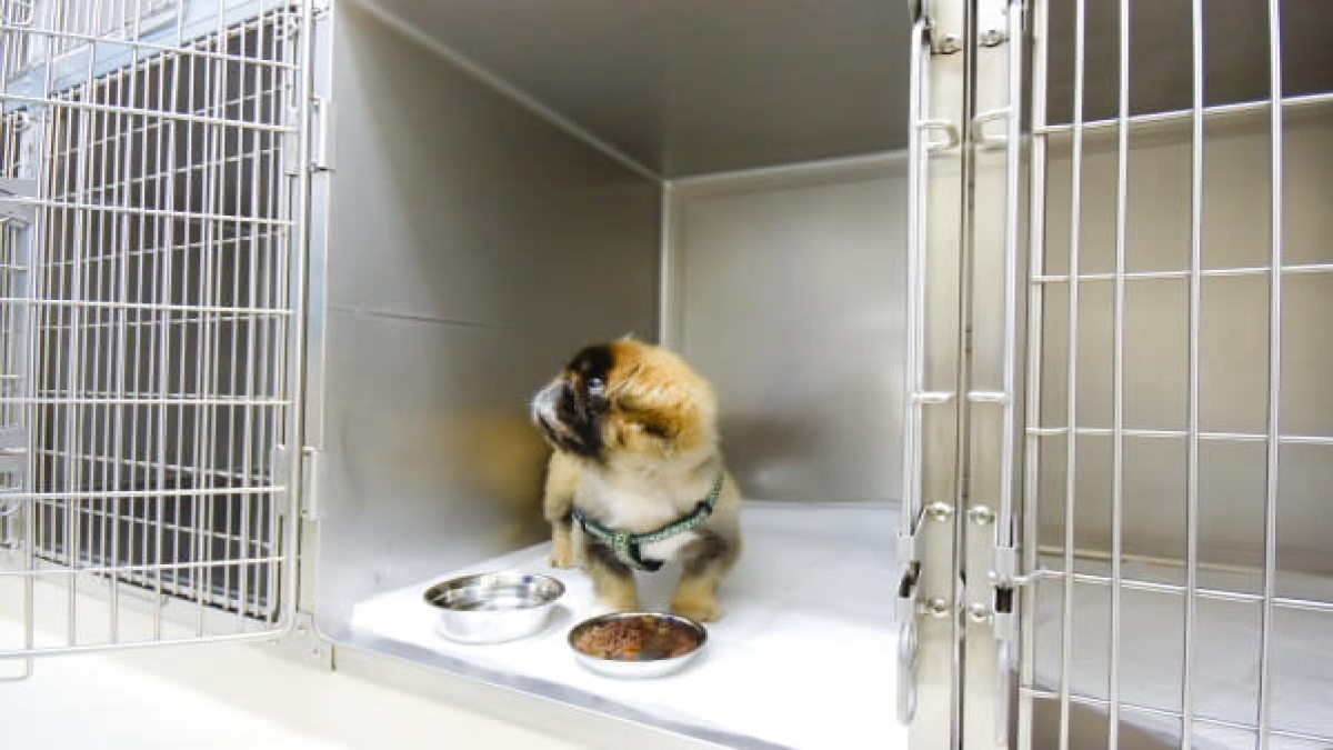 トミー犬猫病院(ホテル)
