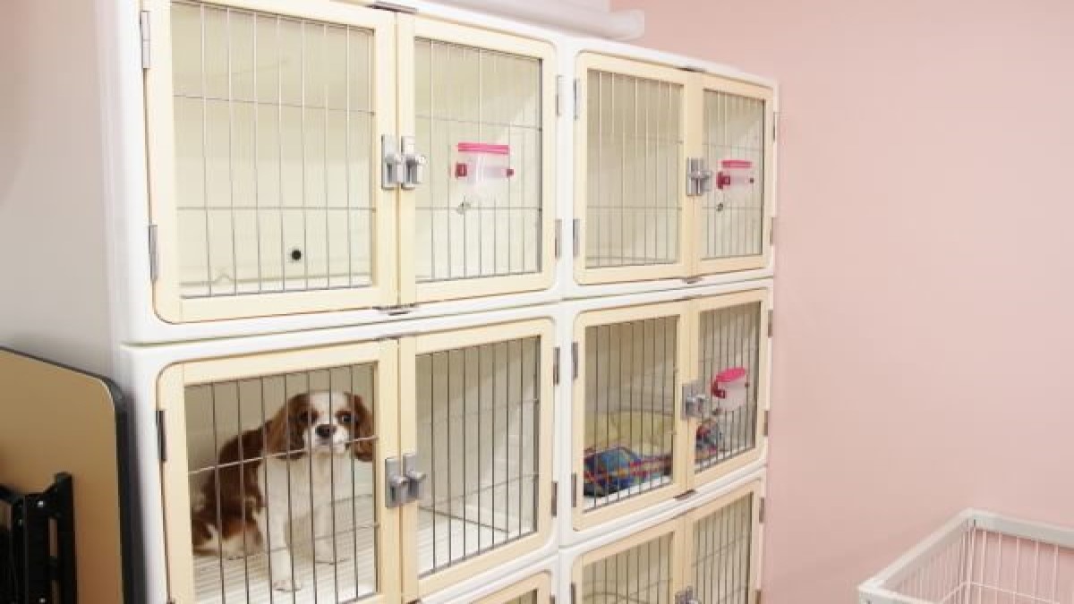 Dog Salon Liebe
