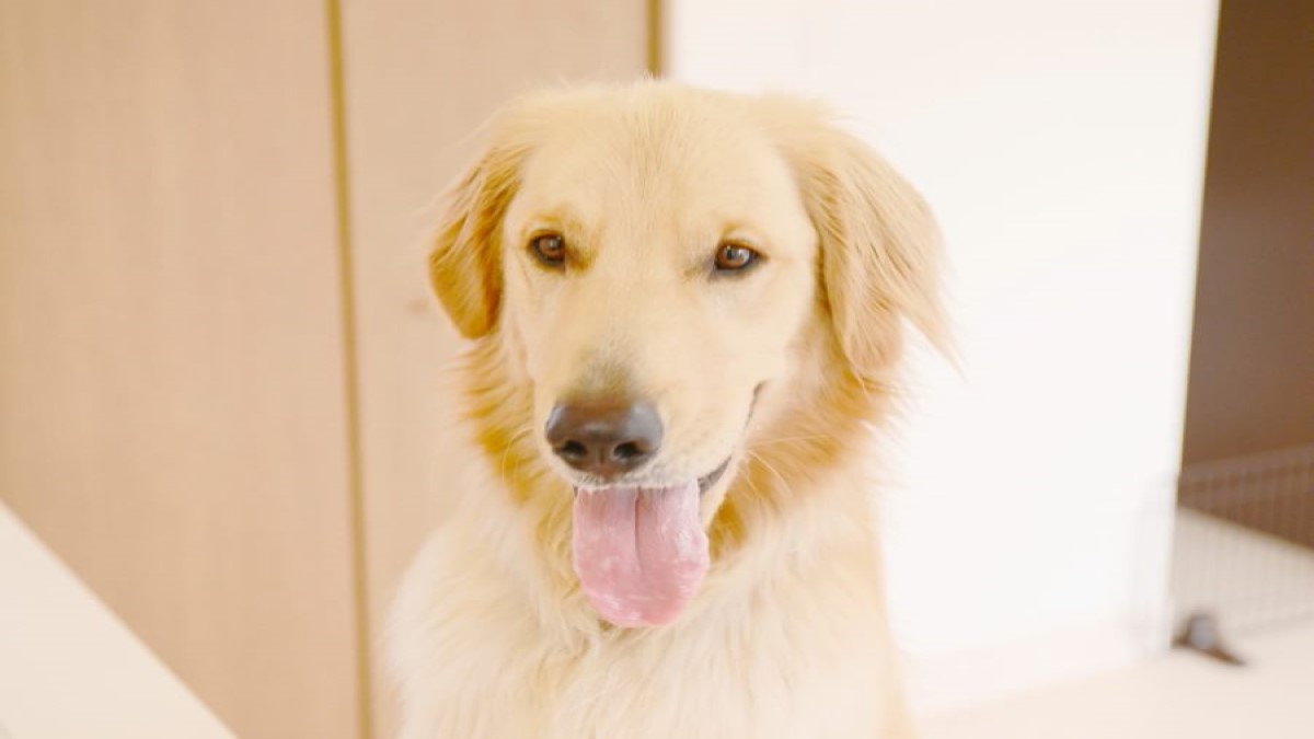 Dog care house Fun Fun
